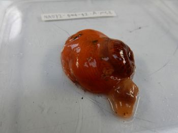 Media type: image;   Invertebrate Zoology 139216